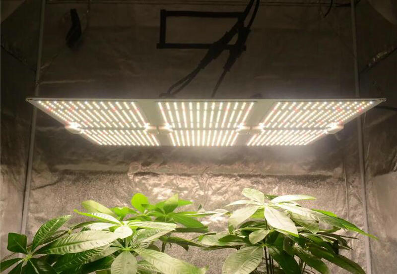 Как е състоянието на пазара на LED лампи за отглеждане?